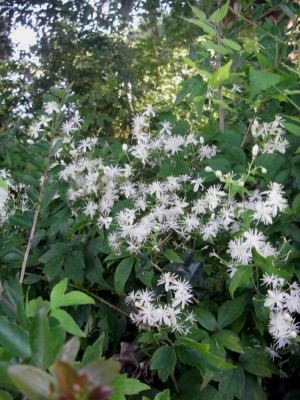 Virgin's Bower Clematis